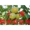乳糖酶的最新報(bào)價(jià)，乳糖酶的添加標(biāo)準(zhǔn)，乳糖酶是什么